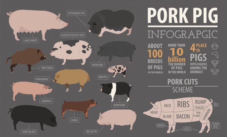 Yorkshire Pigs: Breed info, Lifespan, & more! - Northern Nester