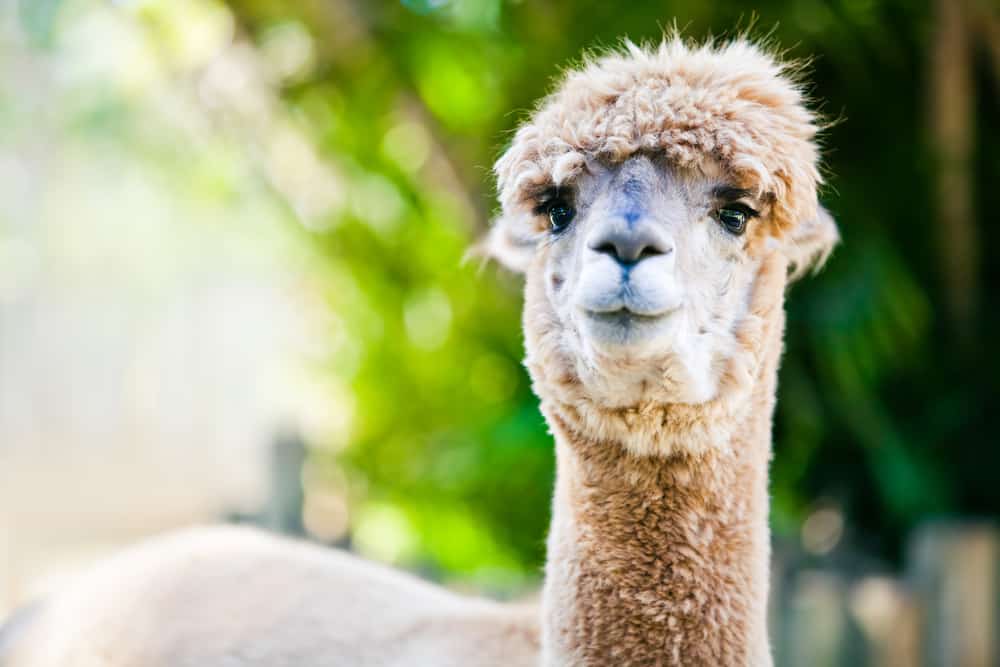 alpaca-vs-llama-how-are-they-different-northern-nester