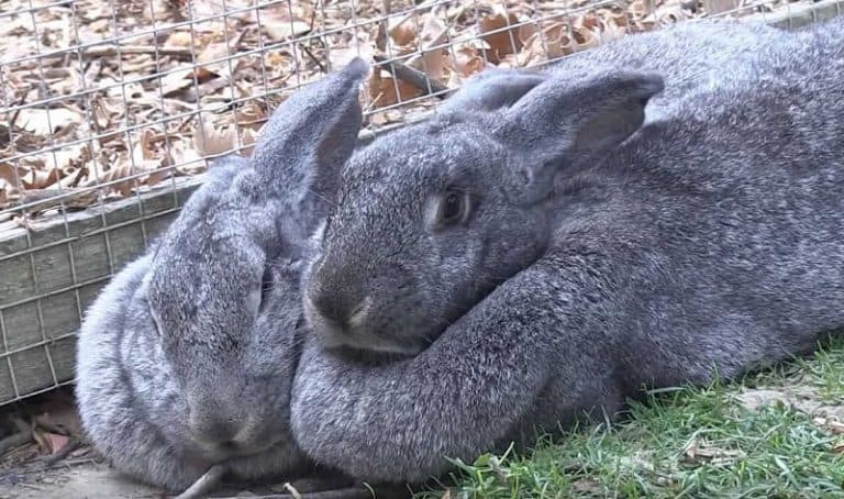 Flemish Giant Rabbits: Care and Breeding - Northern Nester