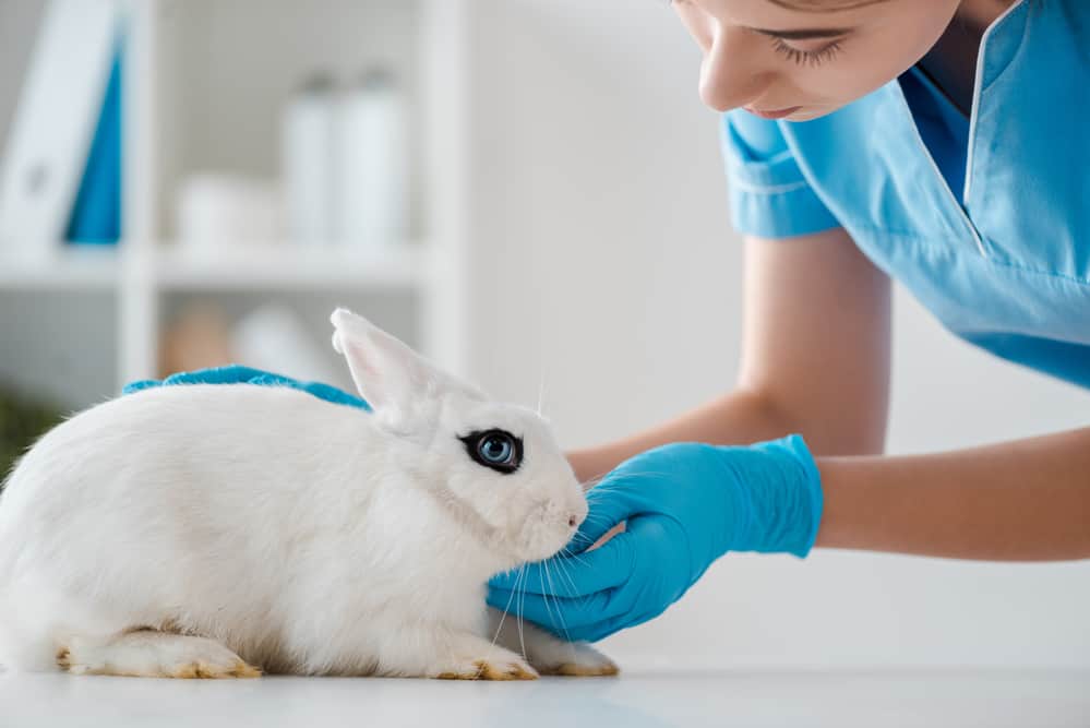 spaying and neutering rabbits