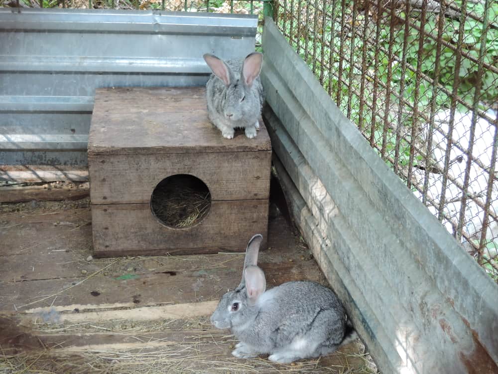 Steps on how to litter train rabbit