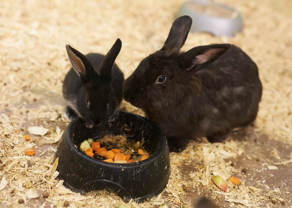 feeder rabbits for sale