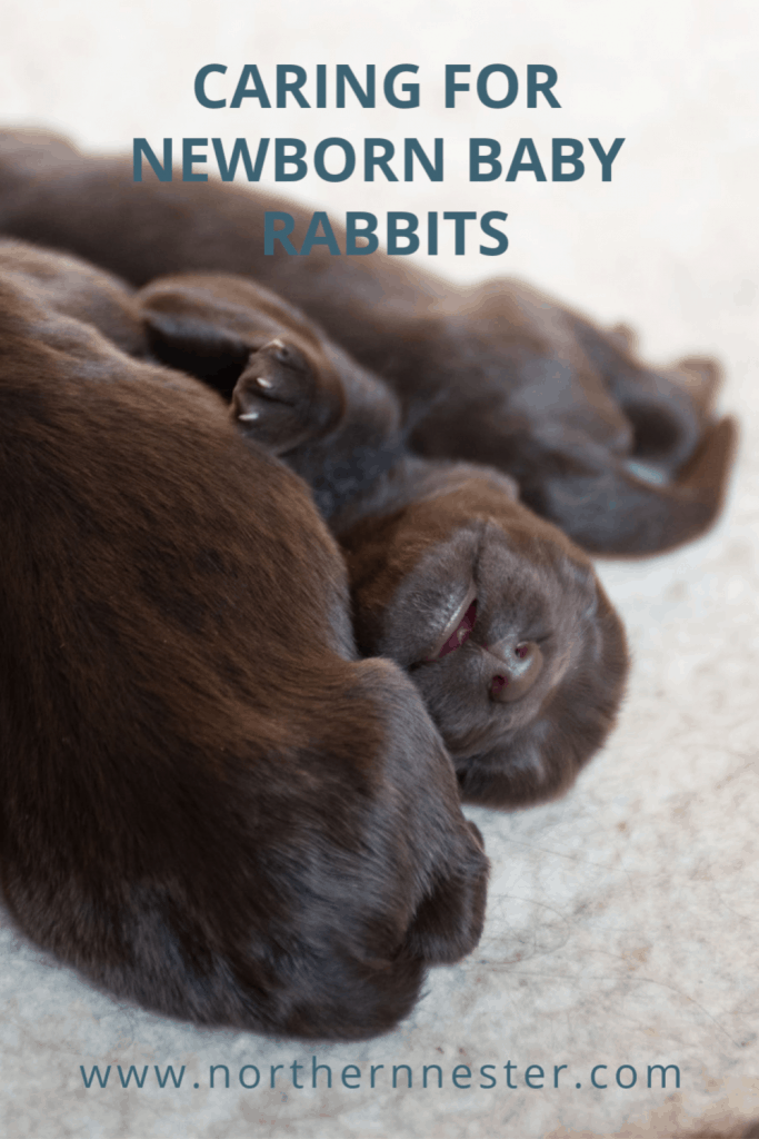 s'occuper de bébés lapins nouveau-nés