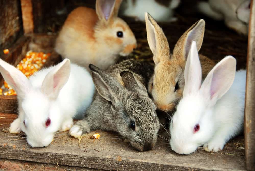 newborn bunnies with fur