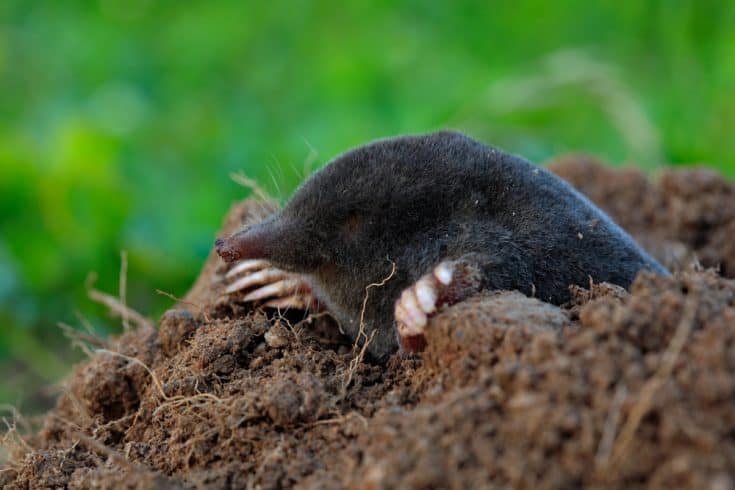 How to Get Rid of Moles in Your Yard - Northern Nester