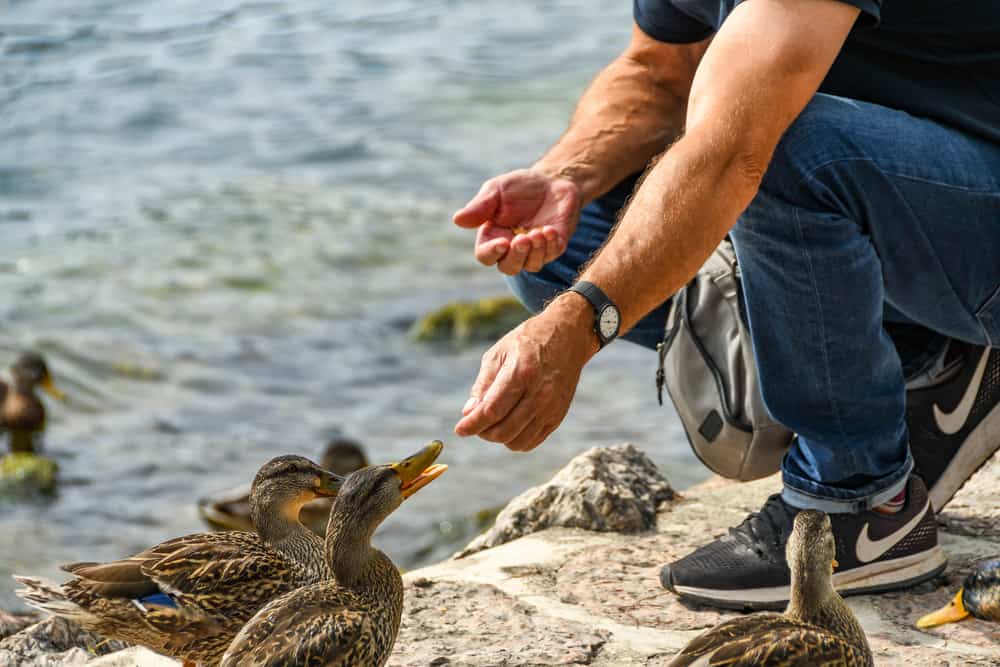 How Long Do Ducks Live?