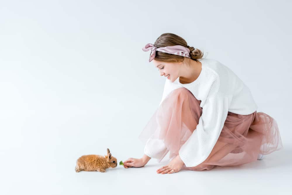 feeding baby rabbits