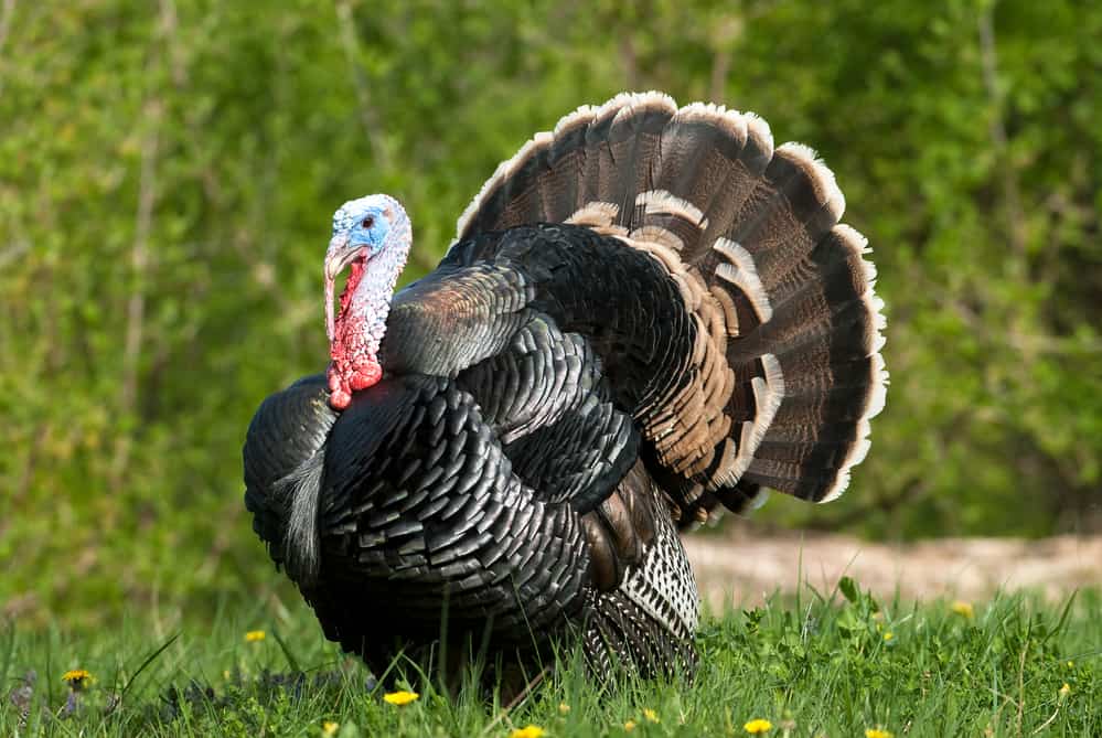 Feeding Domesticated Turkeys Northern Nester