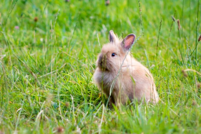 How Many Rabbits Can You Own? A Guide on Space Requirements Northern