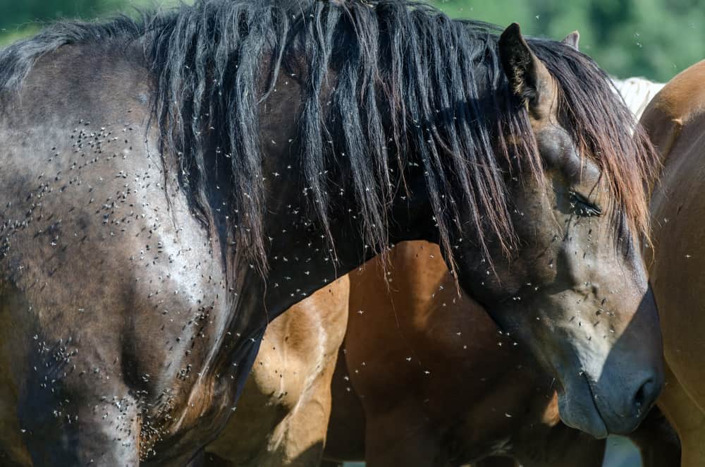 10 Strongest Horse Breeds In The World