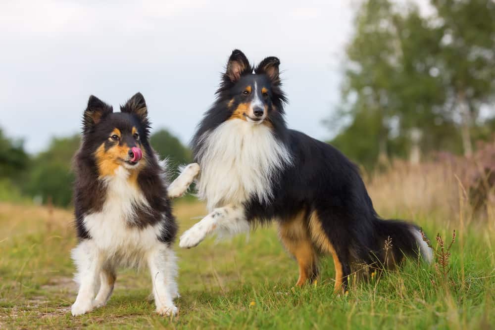 are english shepherds good family dogs