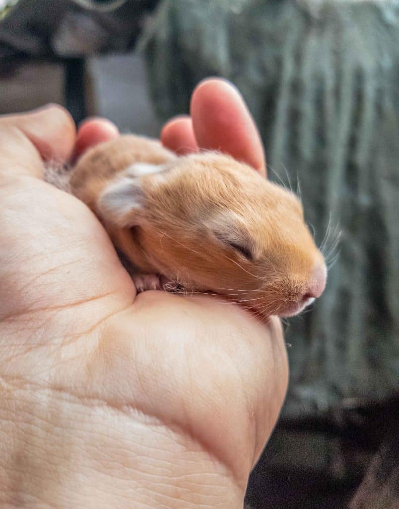 Feeding store newborn rabbits