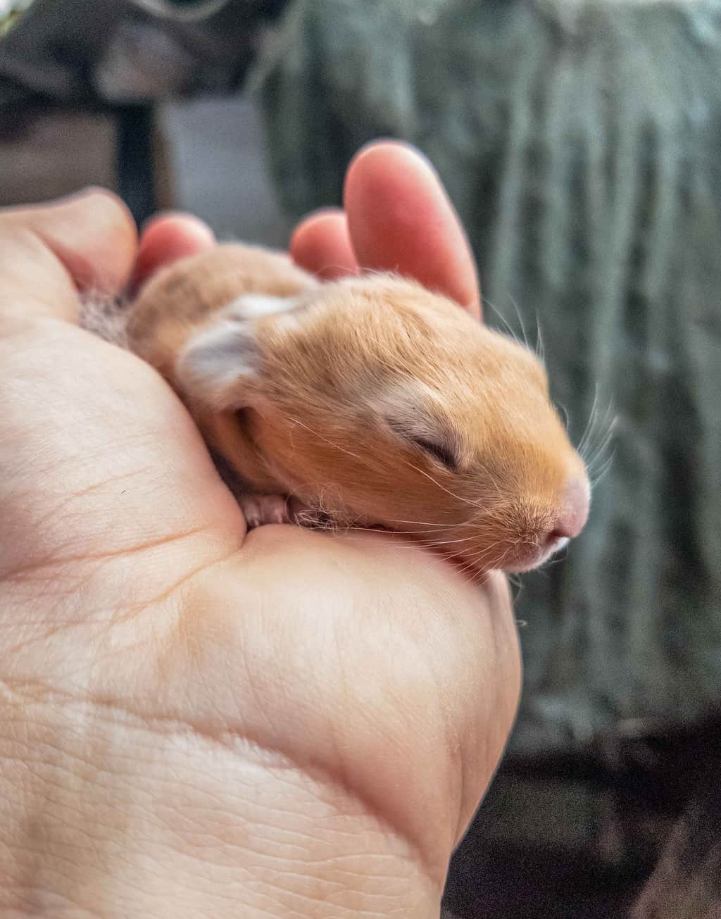 newborn baby hare