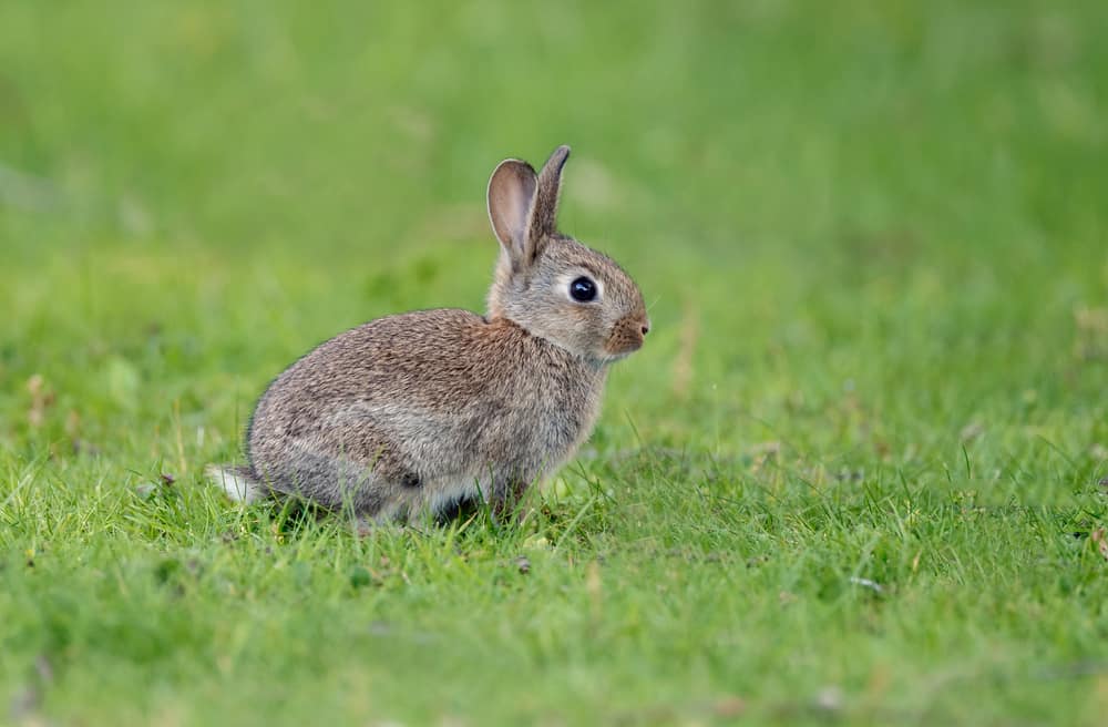 pet cottontail rabbit