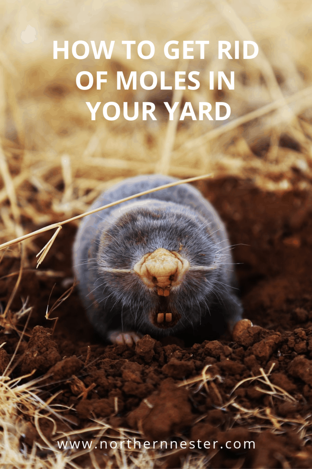 How to Get Rid of Moles in Your Yard Northern Nester