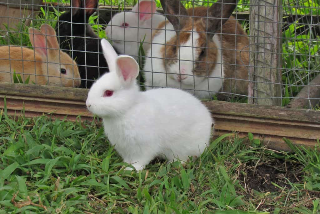 how to care for baby bunnies just born