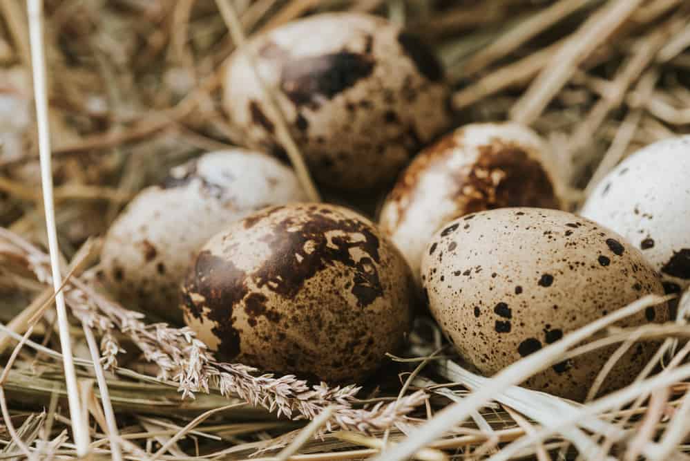 quail bird eggs