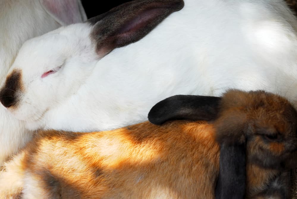 best bedding for rabbits