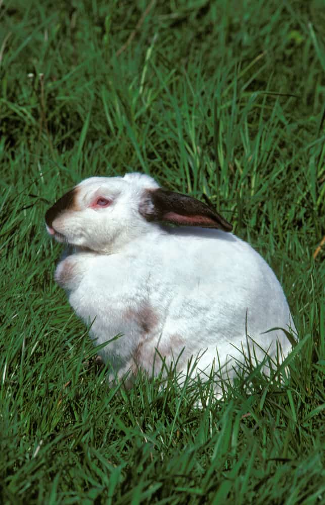 Top 12 Rabbit Breeds Complete Guide Of The Best Rabbits Northern Nester