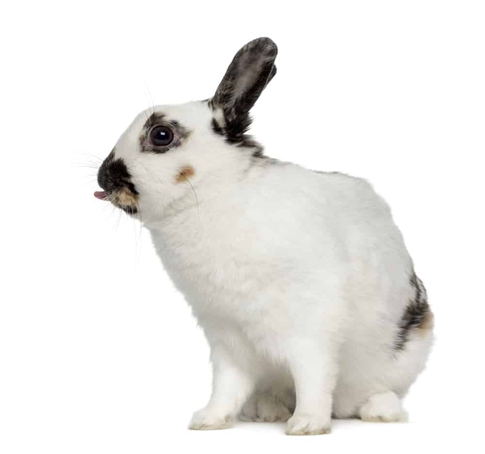 english spot rabbit