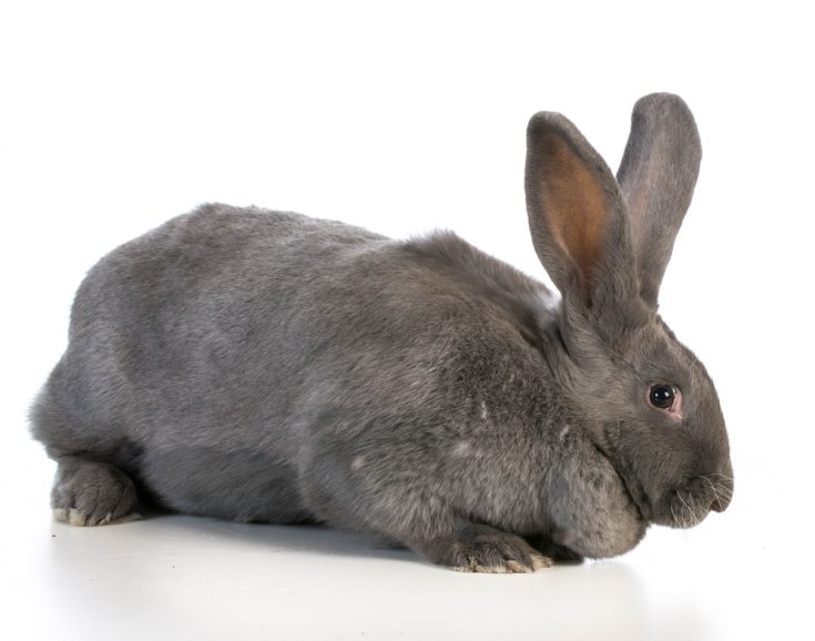 Top 12 Rabbit Breeds: Complete Guide of the Best Rabbits - Northern Nester