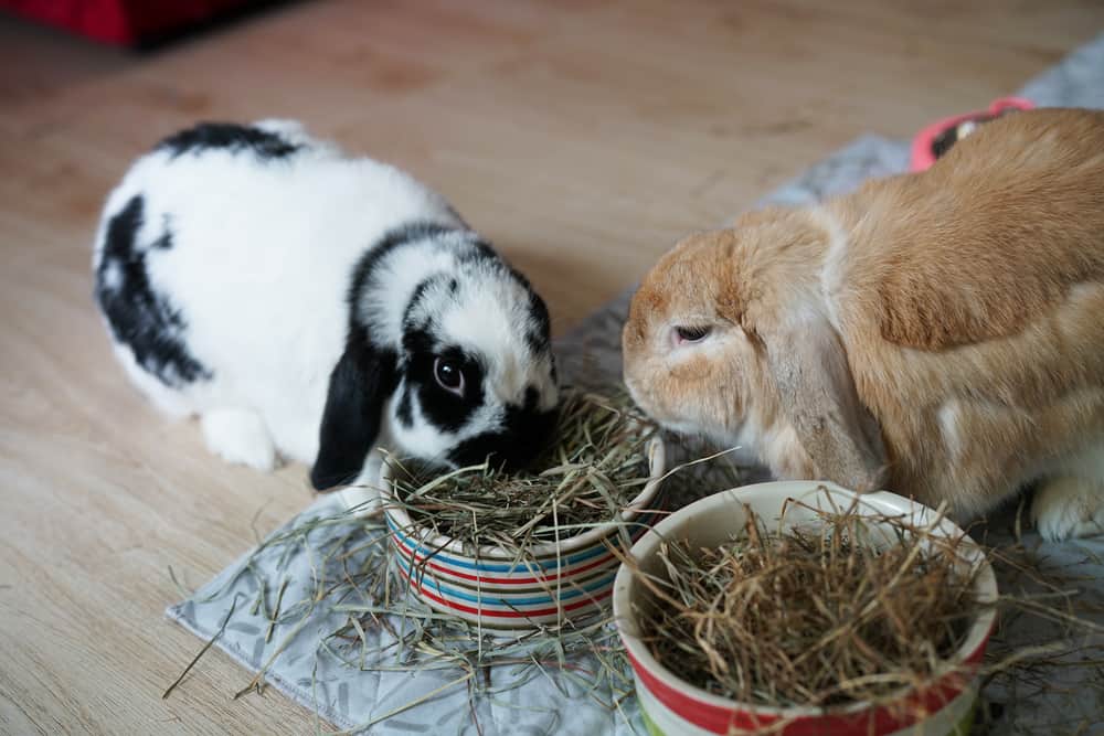 Dwarf holland best sale lop size