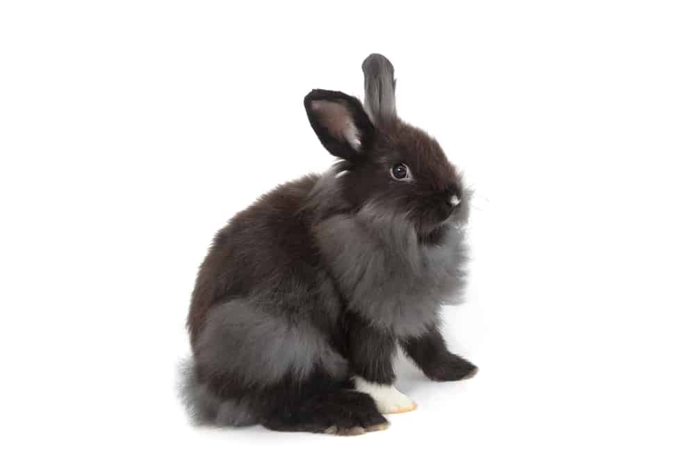 Holland Lop Rabbits Complete Guide 2024 Northern Nester