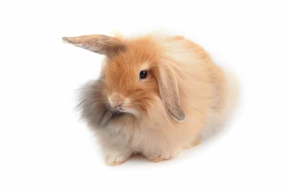 holland lop ear bunny