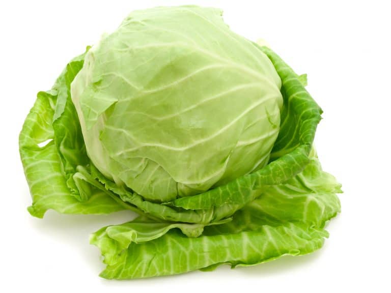 Can You Freeze Cabbage? Northern Nester