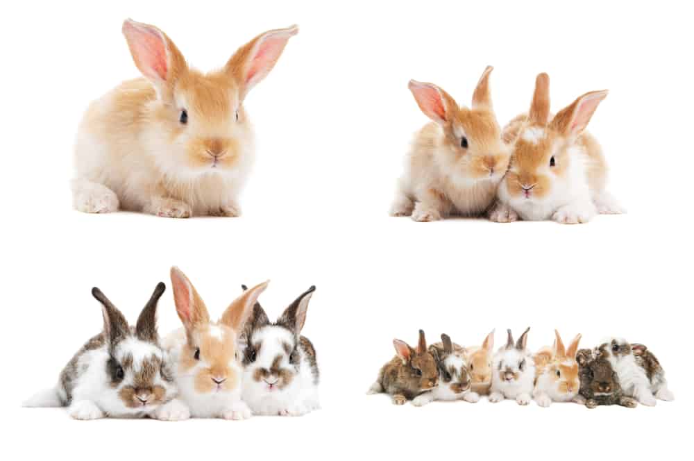 cutest rabbit breeds