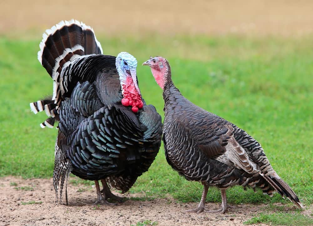 what-do-turkeys-eat-helpful-diet-nutrition-guide