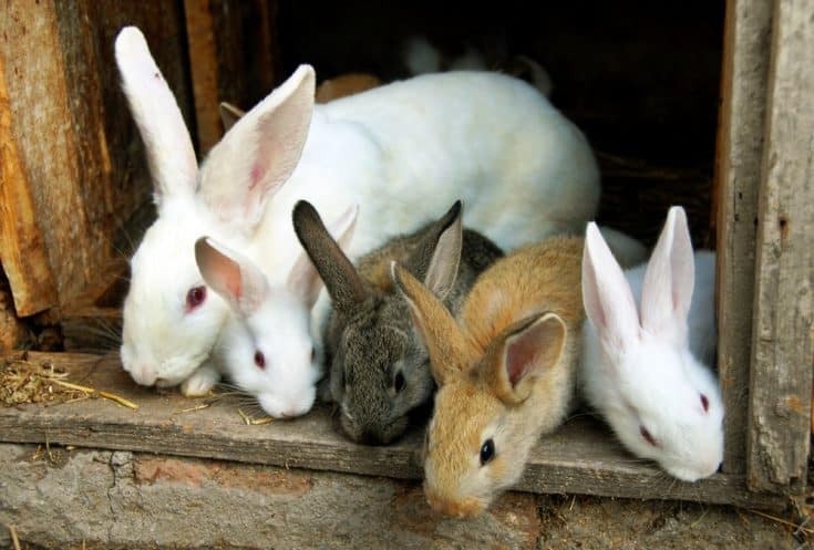 Best Bedding for Rabbits (2024 Guide) - Northern Nester