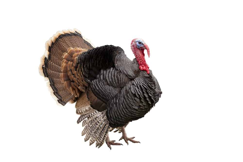 what-do-turkeys-eat-northern-nester