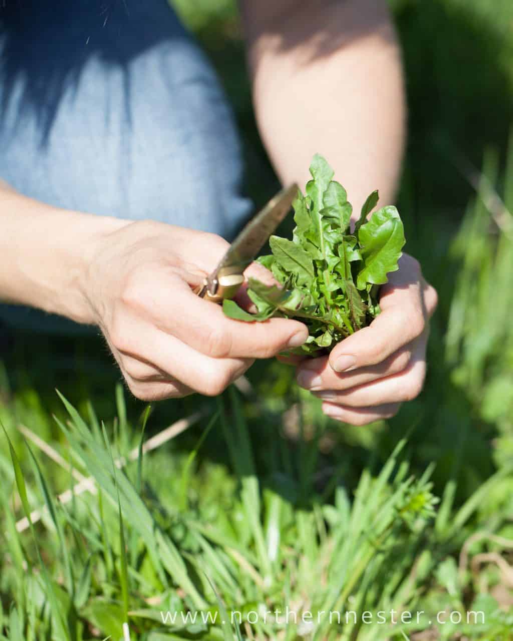 ways to use dandelions