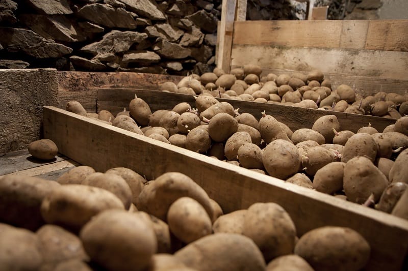 How To Store Potatoes 6 Different Ways To Keep Them Fresh Northern   Other Ways To Store Potatoes 