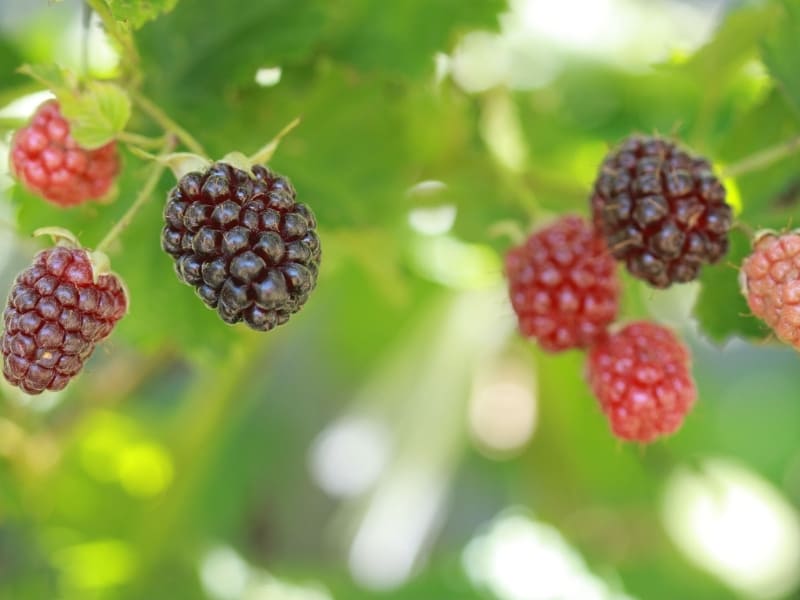 boysenberries