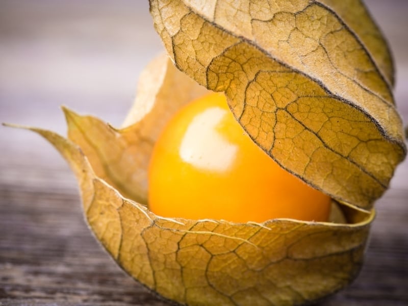 Cape gooseberry