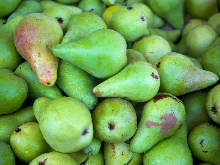 10 Popular And Common Types of Pears - Complete Guide 2023 - Northern ...