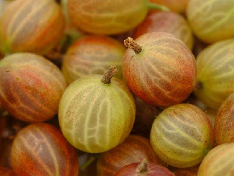 gooseberries