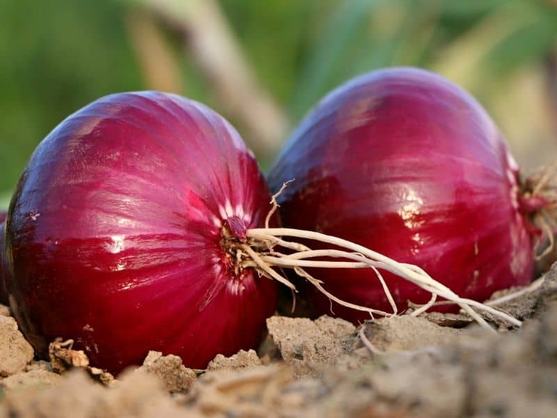 https://northernnester.com/wp-content/uploads/2020/09/how-to-store-onions.jpg