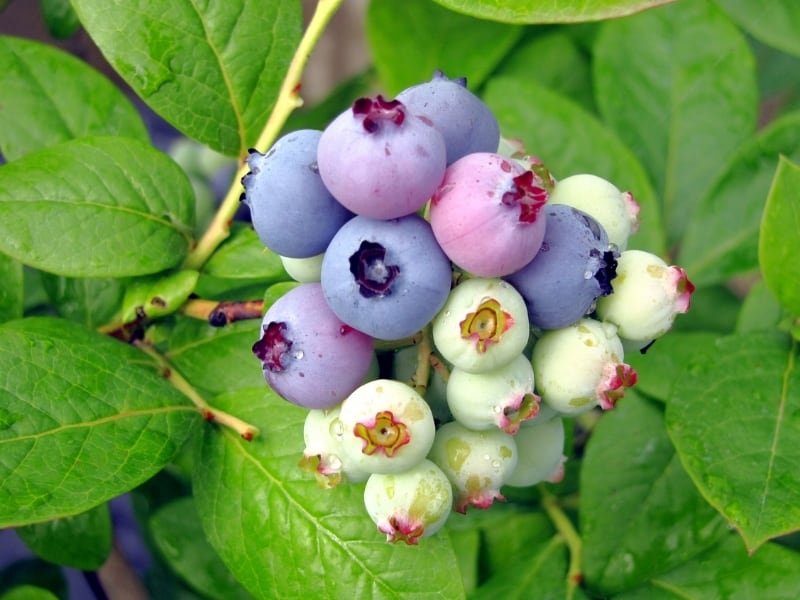 huckleberries