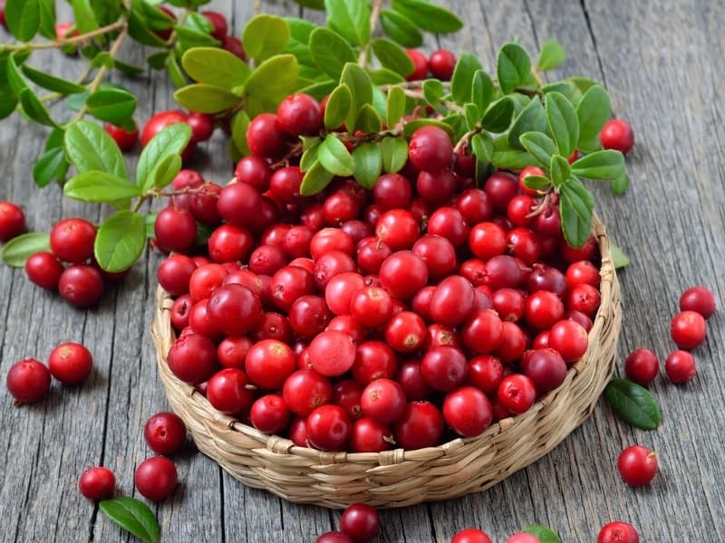 lingonberry fruit