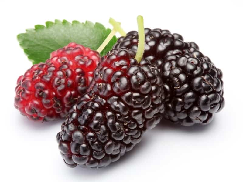 mulberries