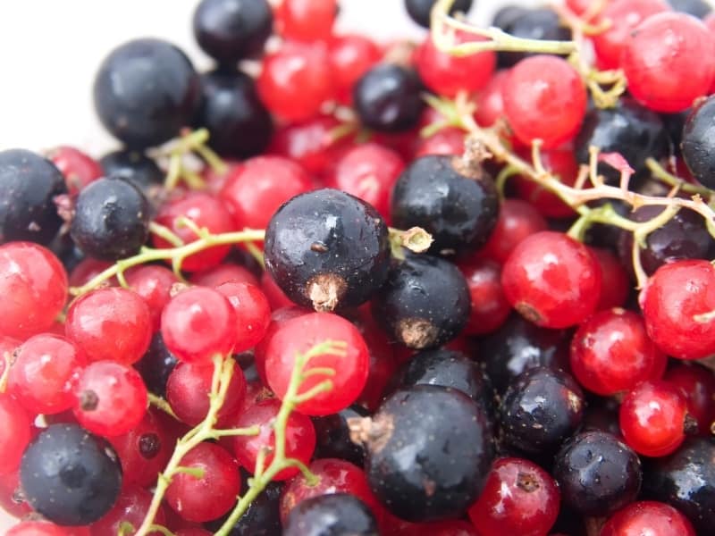  groseilles rouges et noires 