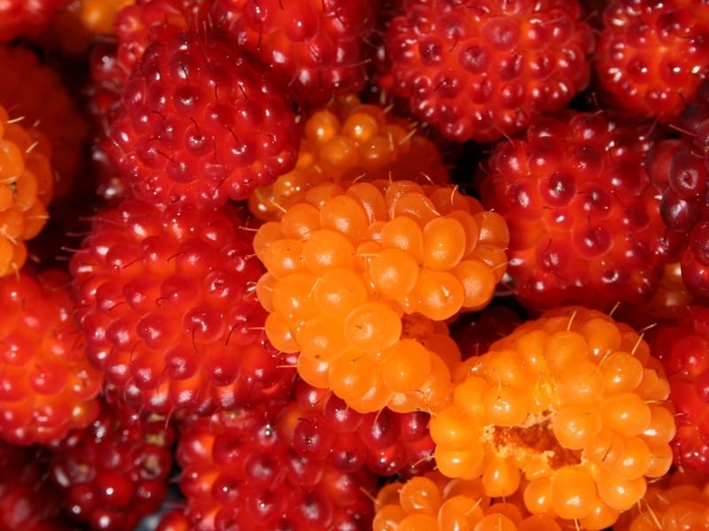 salmonberry