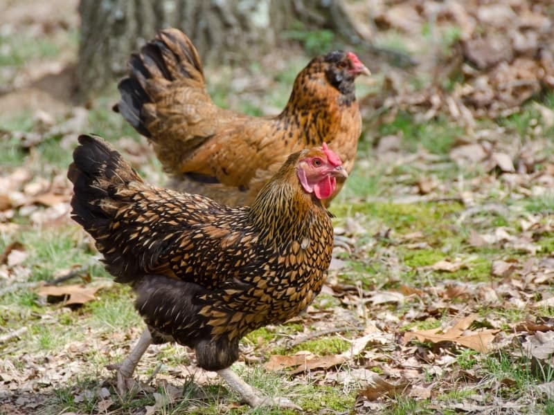 araucana chickens hens