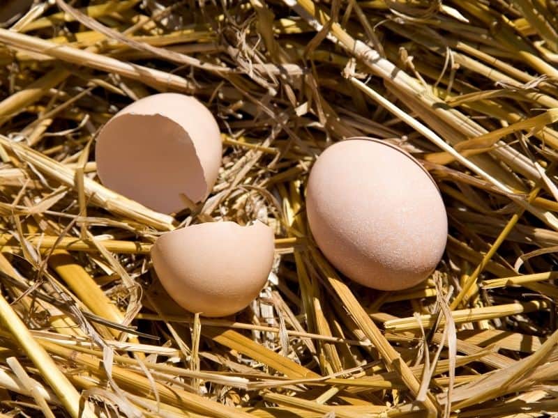 Types of Eggs - Complete List and Guide 2022 - Northern Nester