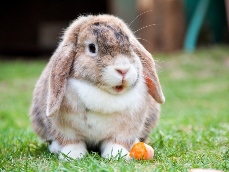 Bunny Vs Rabbit Find Out What S The Difference Northern Nester