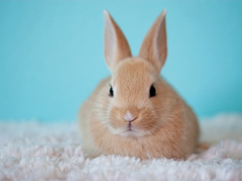 diferencia entre conejo y conejo