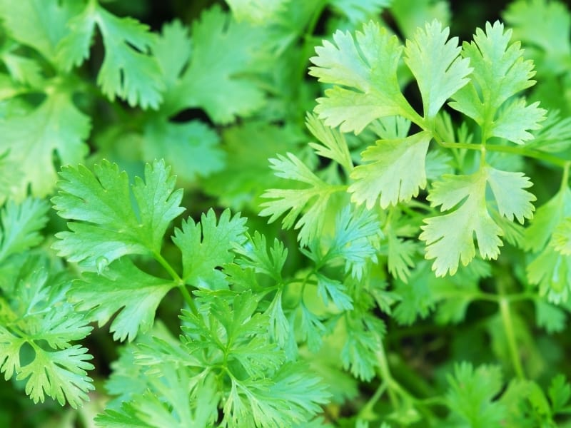 How to Store Cilantro - 3+ ways to Preserve Them Longer - Northern Nester